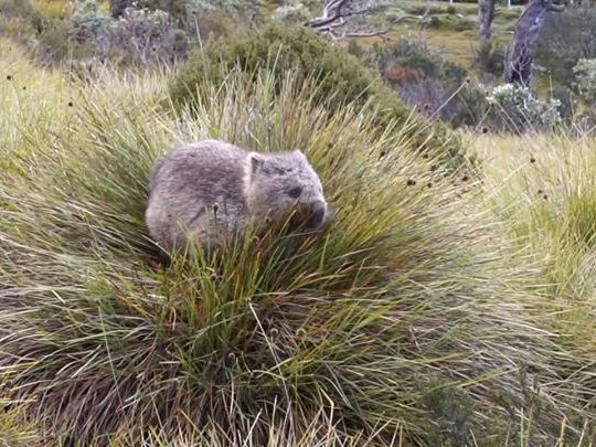 Everyone needs more wombats in their lives... trek Cradle Mountain with us, you won't regret it! http://bit.ly/2ylO6qz